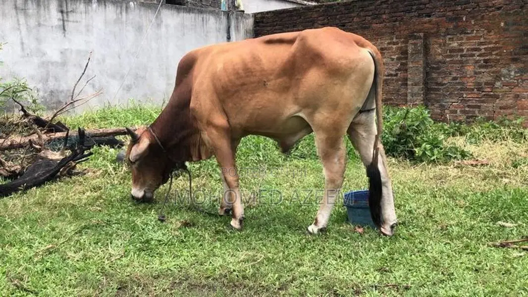 Bull (cow )