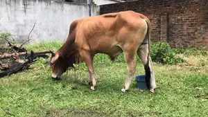 Bull (cow )
