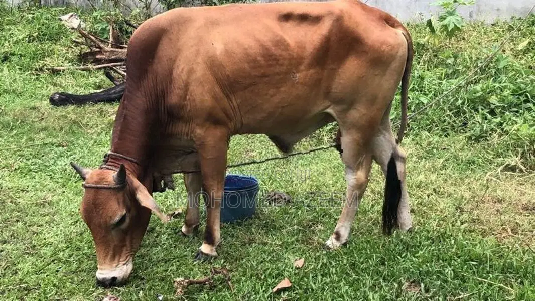 Bull (cow )