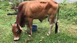Bull (cow )