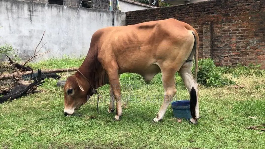 Bull (cow )