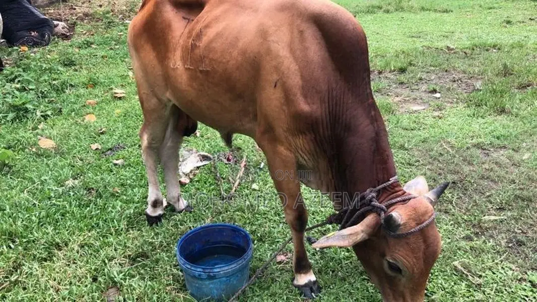 Bull (cow )