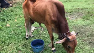 Bull (cow )