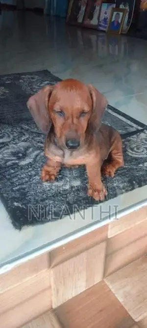 Dachshund Dogs