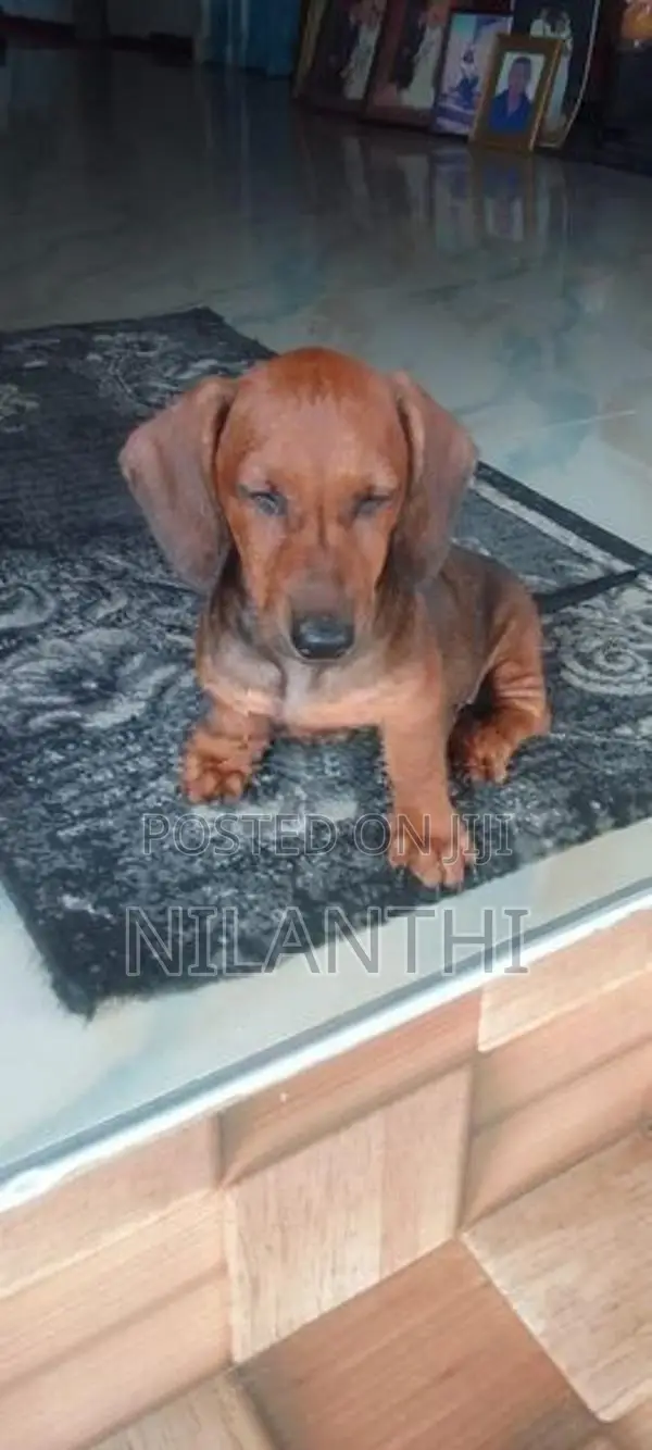 Dachshund Dogs