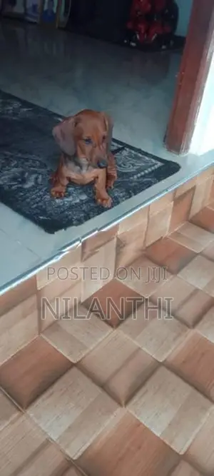 Dachshund Dogs