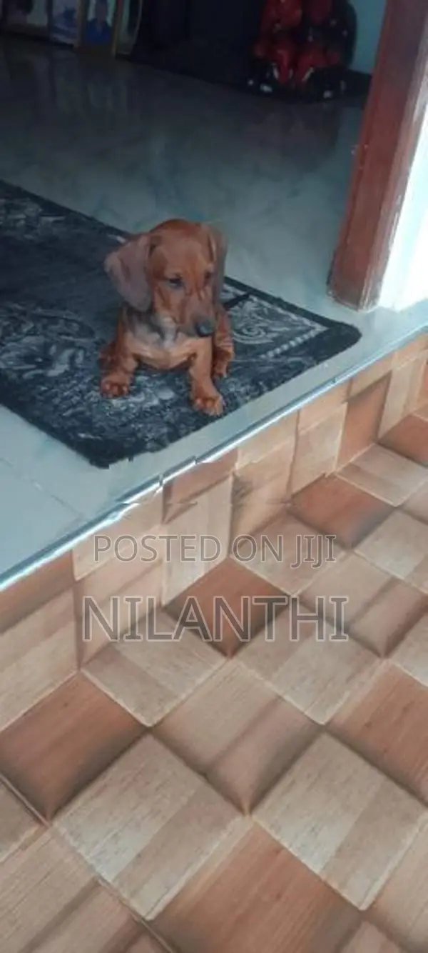 Dachshund Dogs