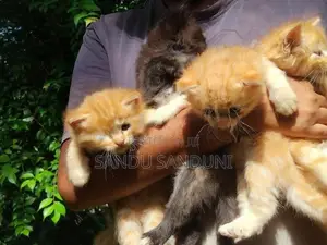 Persian Cat