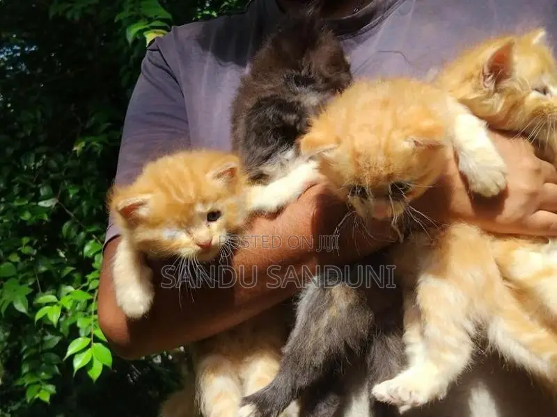 Persian Cat
