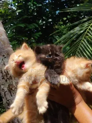 Persian Cat