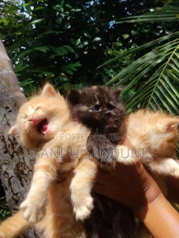Persian Cat