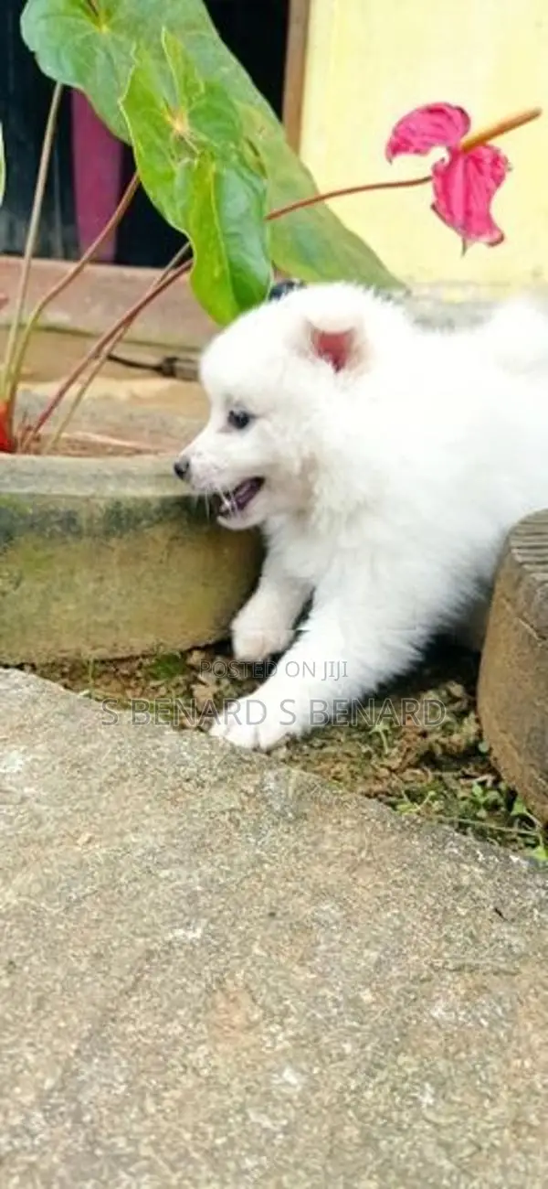 Pomeranian Puppies