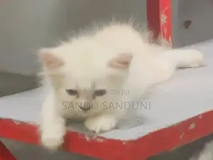 Persian Cat