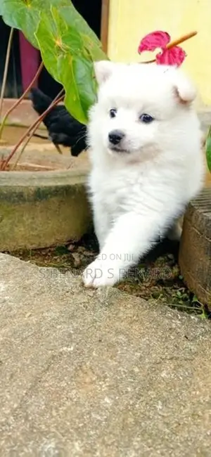 Pomeranian Puppies