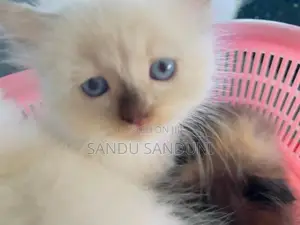 Persian Cat