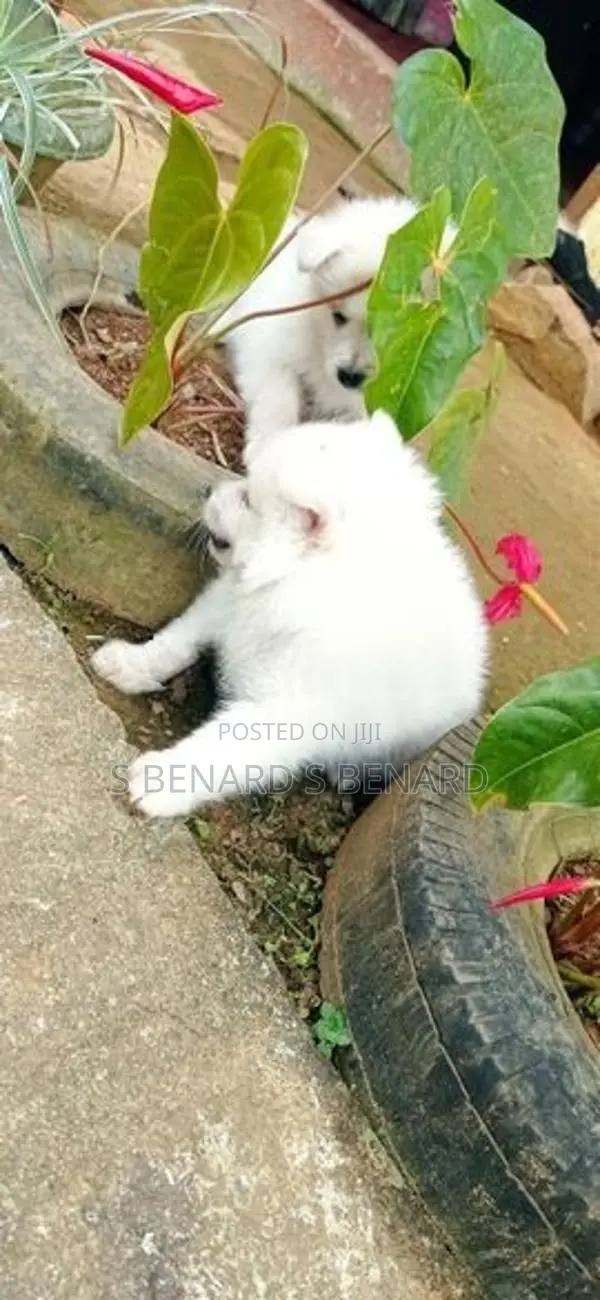 Pomeranian Puppies