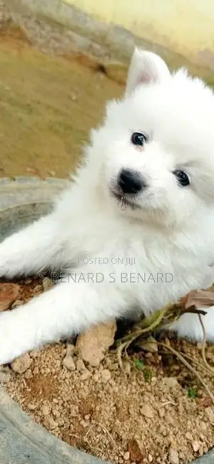 Pomeranian Puppies
