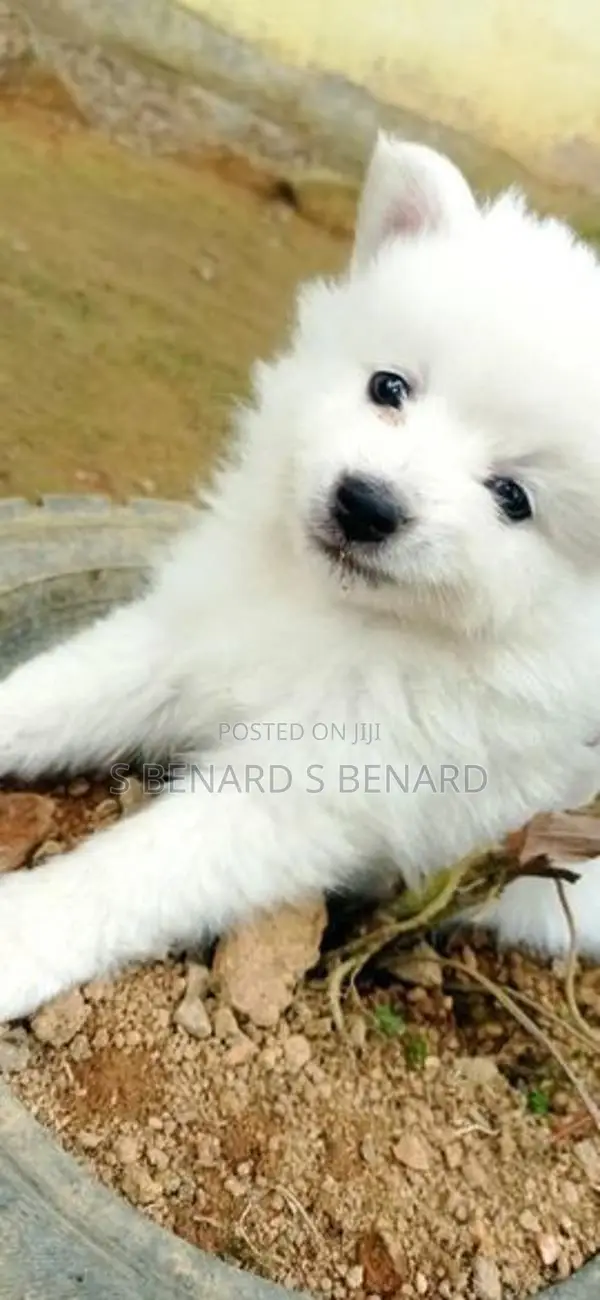 Pomeranian Puppies