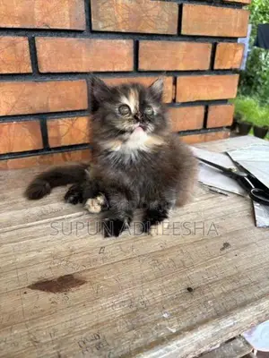 Persian Cat