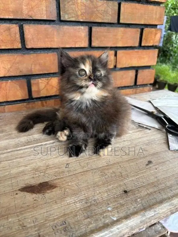Persian Cat