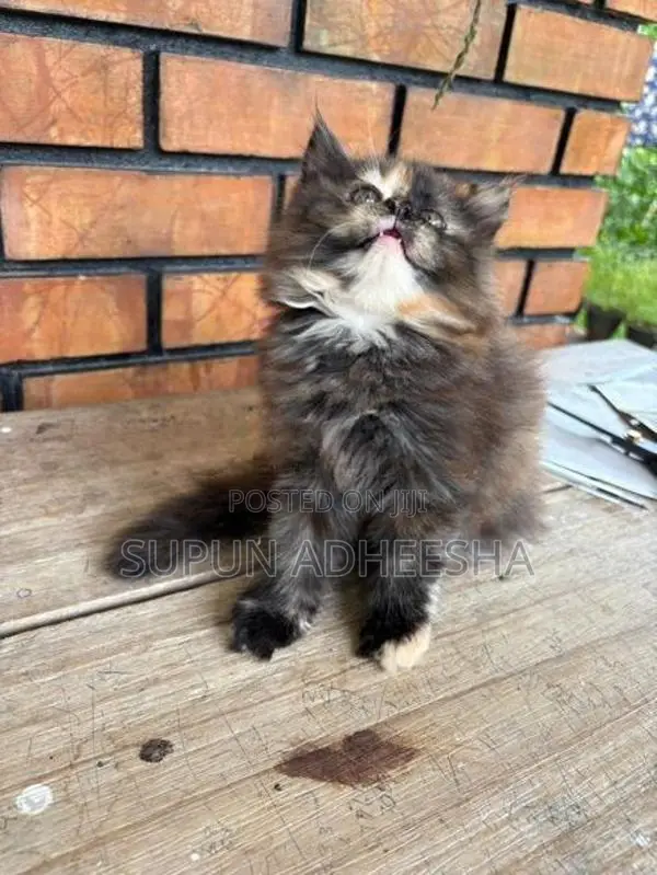 Persian Cat