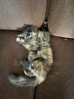 Persian Cat