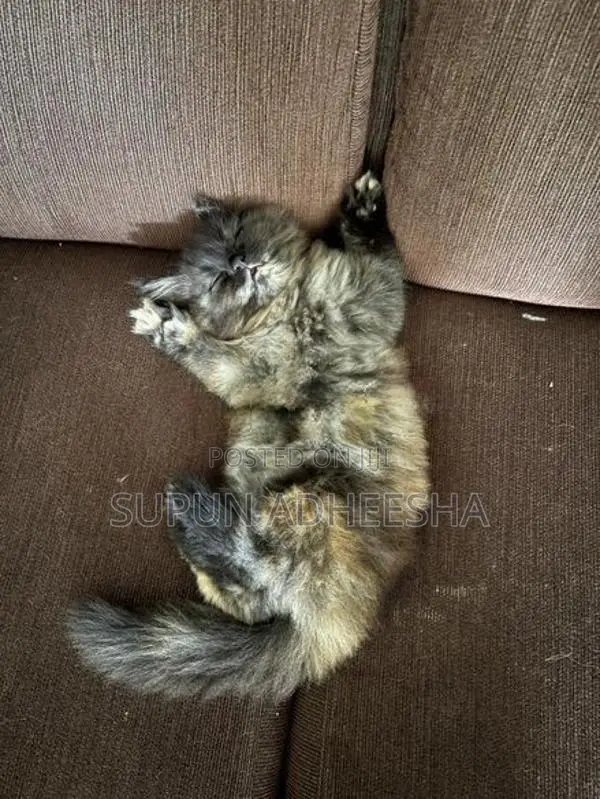 Persian Cat