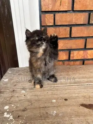 Persian Cat