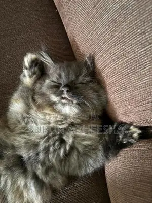 Persian Cat