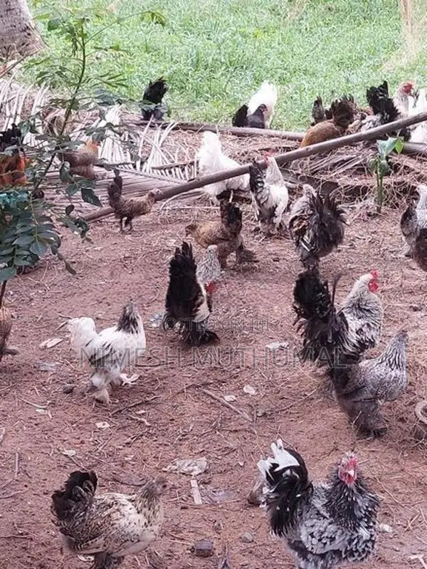 Bantam Kukulan