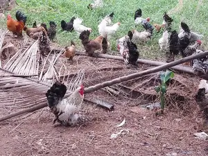 Bantam Kukulan