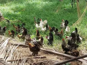 Bantam Kukulan