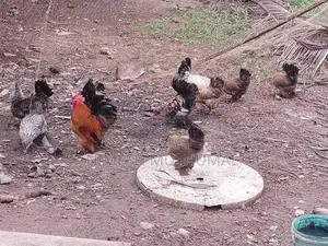 Bantam Kukulan