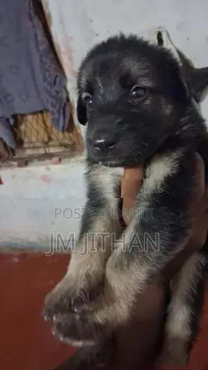 German Shepherd