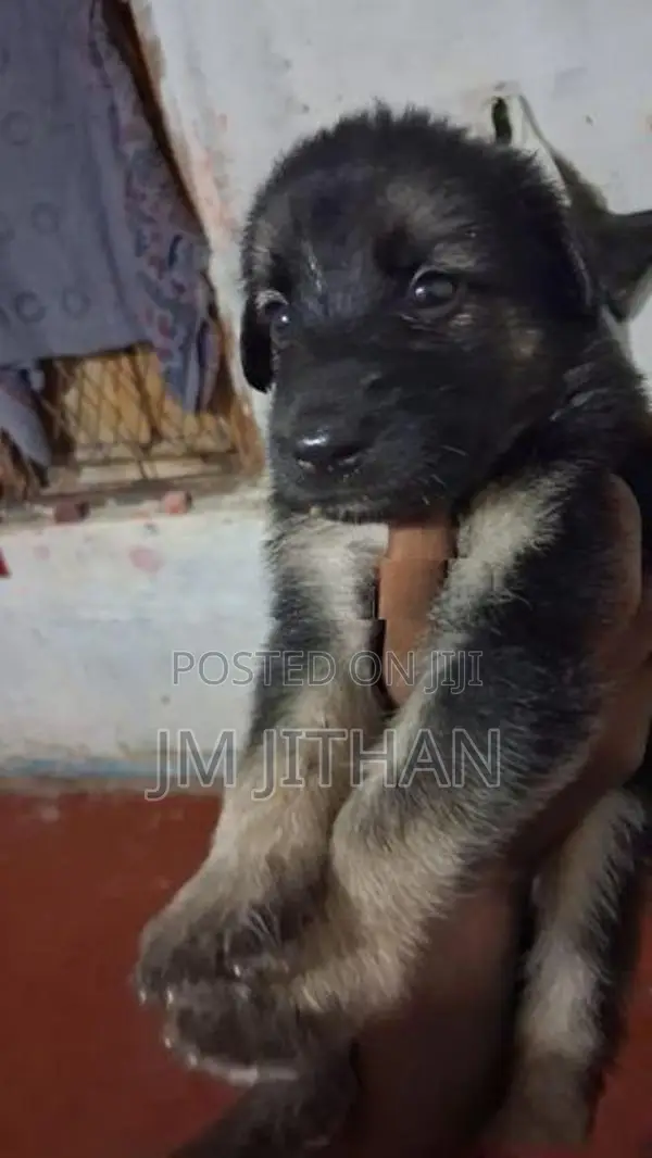 German Shepherd