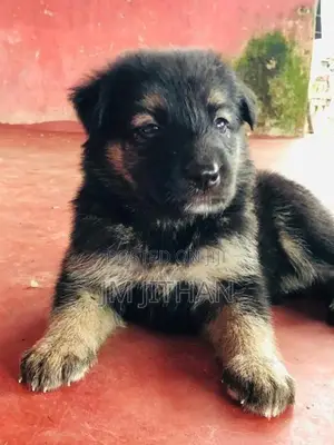 German Shepherd