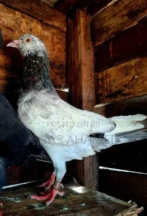 Keeran Big Male Pigeon with Ring