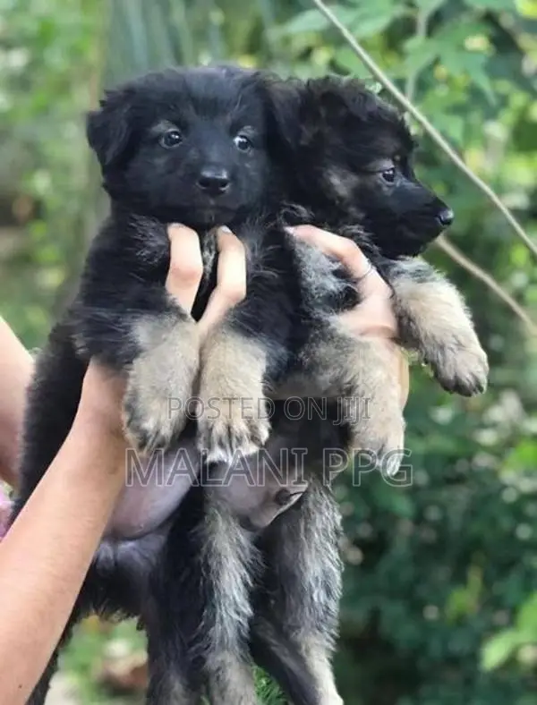 German Shepherd Puppies