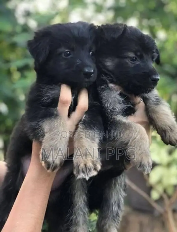 German Shepherd Puppies