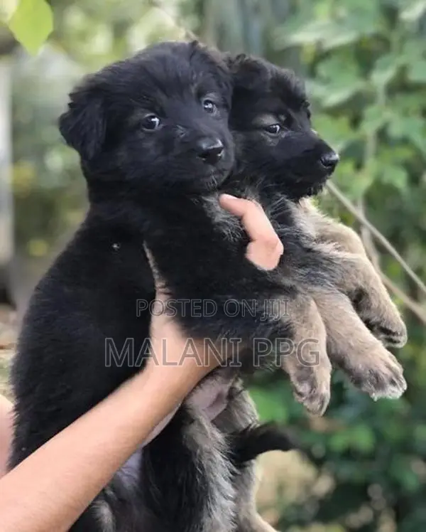 German Shepherd Puppies