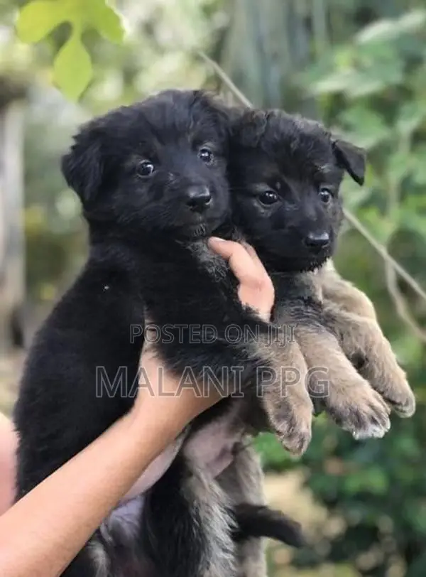 German Shepherd Puppies