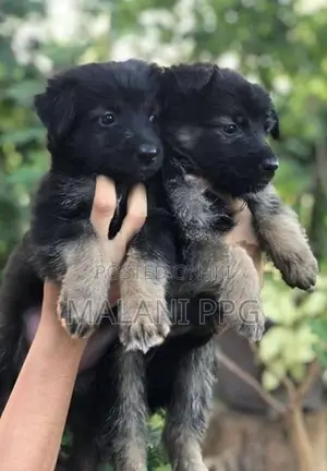 German Shepherd Puppies