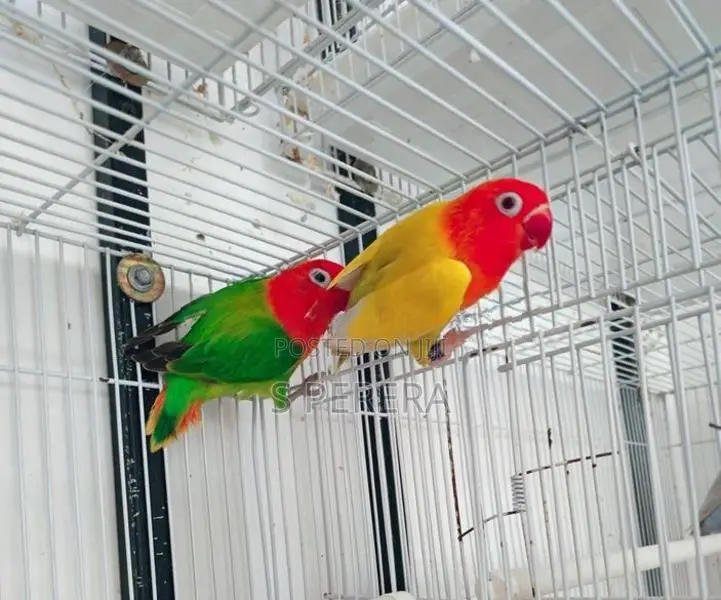African Love Birds