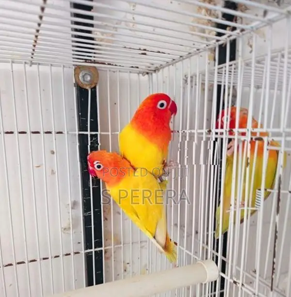 African Love Birds