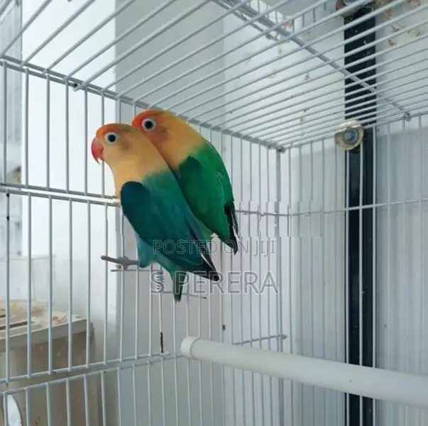 African Love Birds