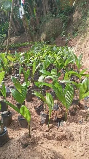 පුවක් පැළ