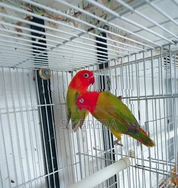 African Love Birds