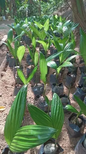 පුවක් පැළ