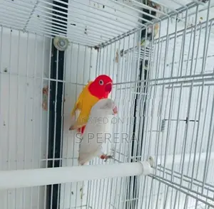 African Love Birds
