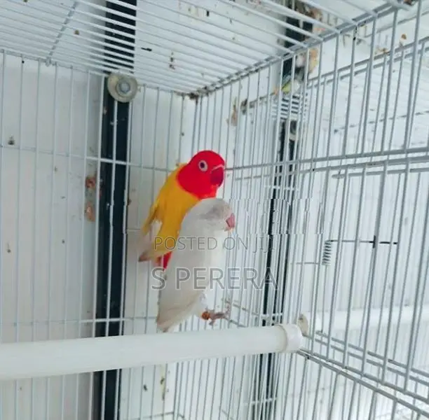 African Love Birds
